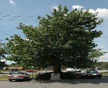 Johnston Memorial Maple Tree; Township of Langley, 2006