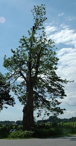 View of Wright Memorial Maple Tree in summer 2006