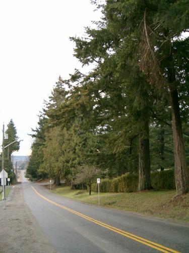 View of Avenue of Trees, 2004.