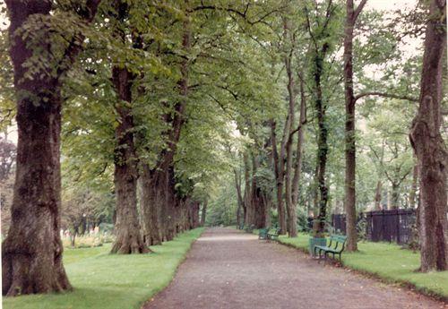 Treed Path