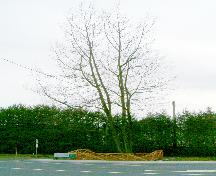View of typical Royal Oak Tree, 2004; Donald Luxton and Associates, 2004
