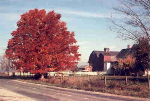 View of Tree With Fall Colour