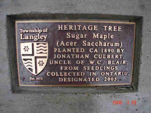 Heritage Marker for the Blair Sugar Maple Tree.