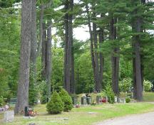 Les pins majestueux du cimetière rural de St. Stephen; Town of St. Stephen