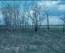 Vue d'ensemble dans lesquels les peupliers marquent l'emplacement d'une partie du retranchement Dakota de Flee Island, région de Portage-la-Prairie, 2005; Historic Resources Branch, Manitoba Culture, Heritage, Tourism and Sport, 2005