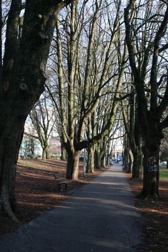 View of tree-lined path, 2008