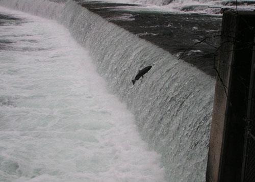 Salmon jumping the weir at Meziadin Fish Ladder