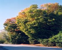View of Sugar Maple Trees, 2003; City of Maple Ridge, 2003